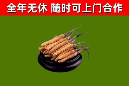 红寺堡区烟酒回收冬虫夏草.jpg